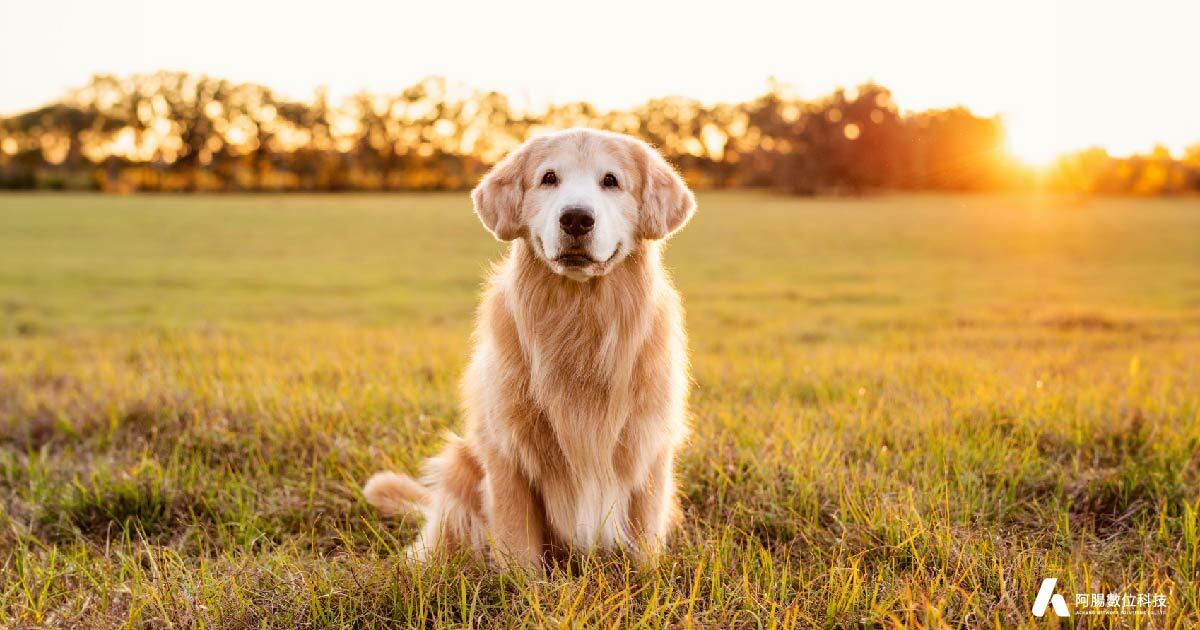 柴犬柚子的日常-運動篇，左岸-前溪狗狗公園 接球、奔跑(2021.12.31)