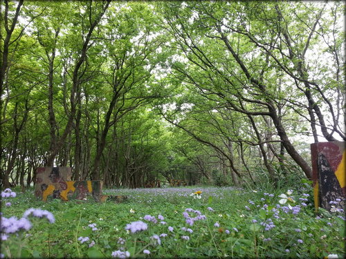 頭份 後花園–老崎步道賞青楓 (2013.03.11)