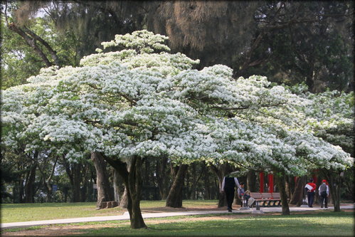 2013 3/22 龍潭水資局的流蘇花花況